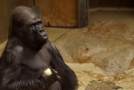 Gorilla zoo ape