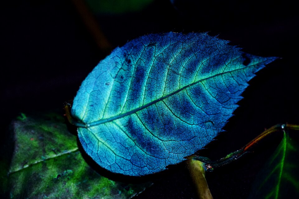 Blue plant grain
