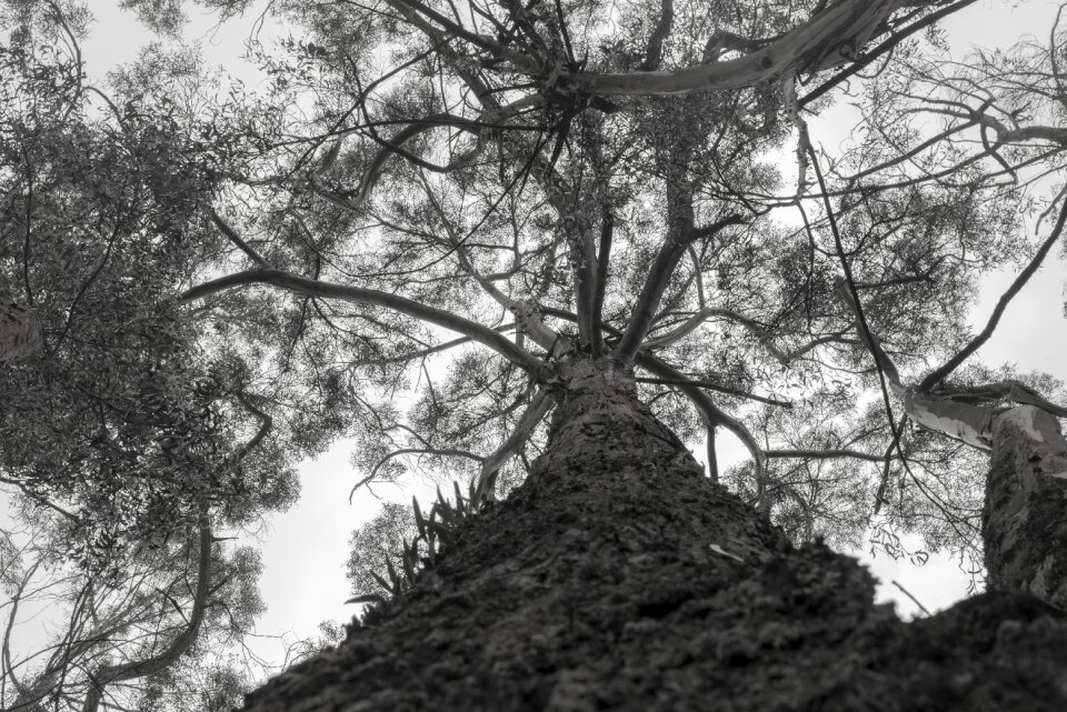 Tree trunk landscape