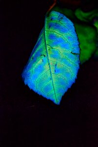 Blue plant grain