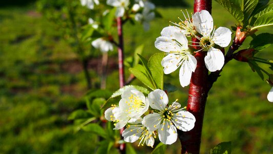 Spring nature garden