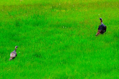 Pasture nature wild