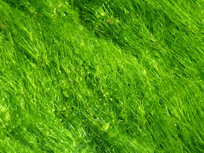 Structure light green water