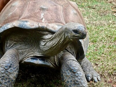 Giant amphibian shell