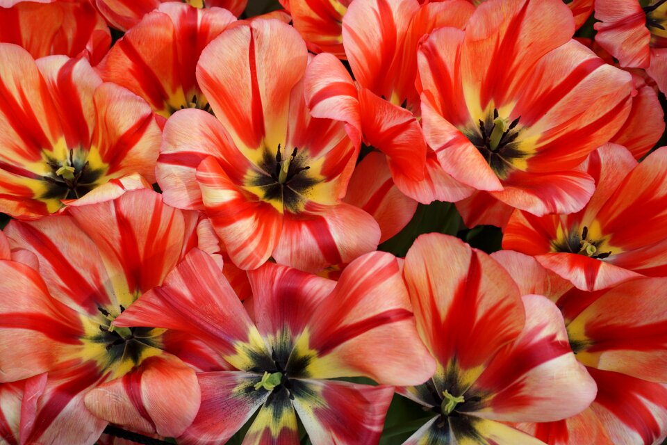 Spring flowers cut flowers plant