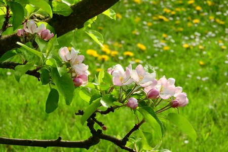 Blooming tree fruit tree