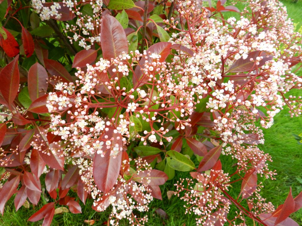 Garden red leaves plant