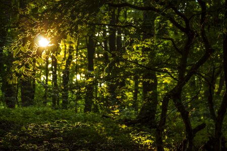 Mysterious forest spirit trees