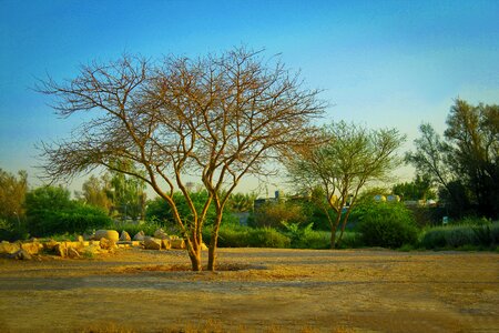 Nature plant outdoor