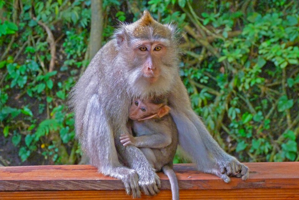 Monkey indonesia Free photos
