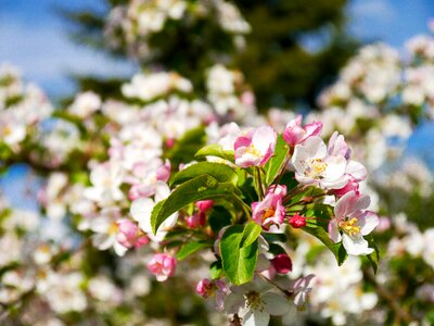 Bloom spring tree