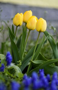 Yellow flowers plant spring flower