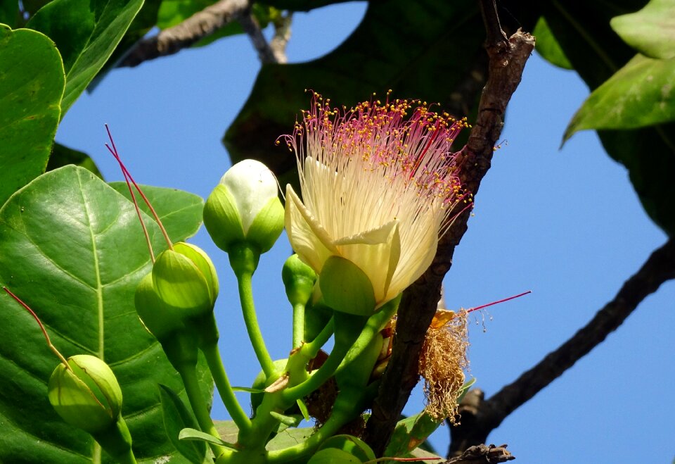 Mangrove barringtonia asiatica barringtonia speciosa