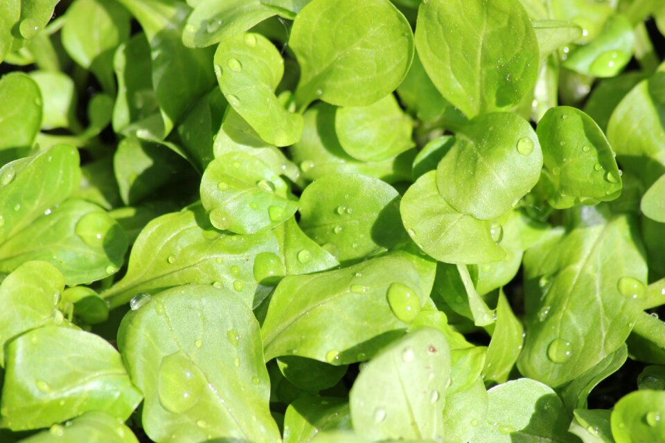 Ticket salad fresh food