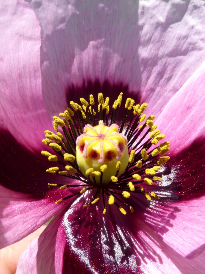 Ababol stamens pistils