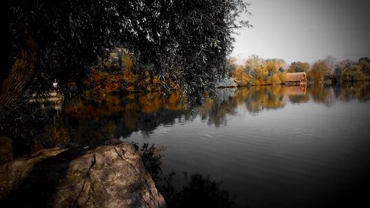 Trees water bank
