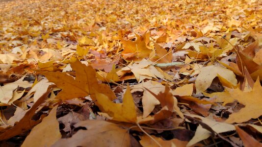Autumn yellow sunshine