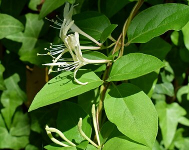 Bloom vine plant