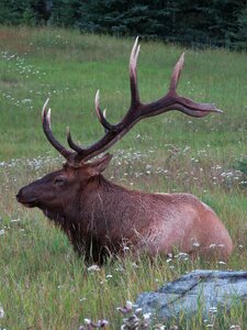 Deer wapiti alberta photo