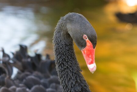 Fowl beak