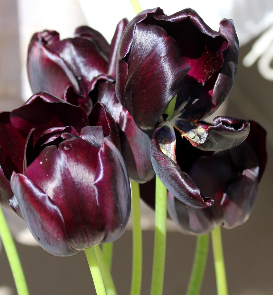 Velvet shine flower