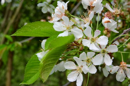 White flower white flowers blossoming cherry