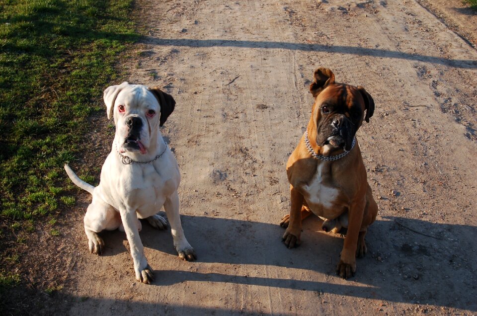 Dogs attention discipline