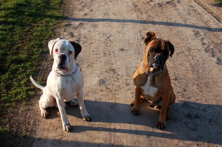 Dogs attention discipline photo