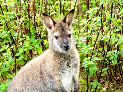 Brown australia jump