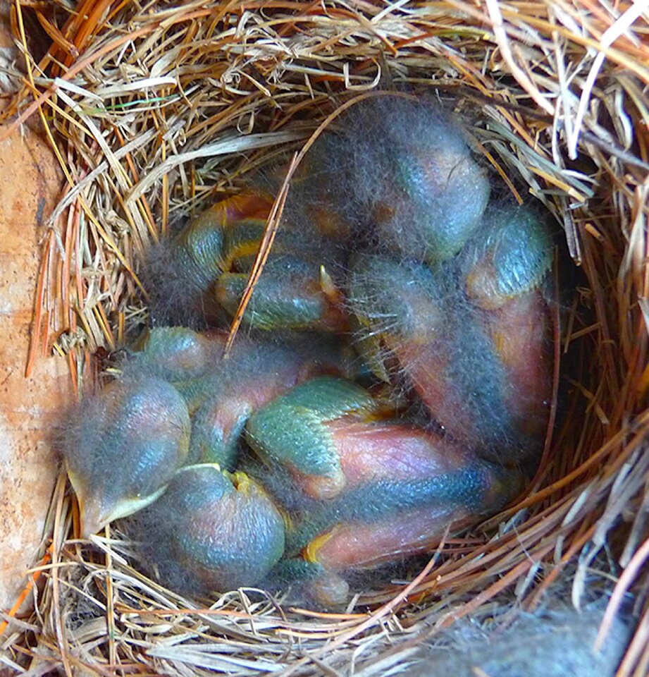 Nest rainbow feathers