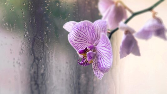 Orchid flower drops