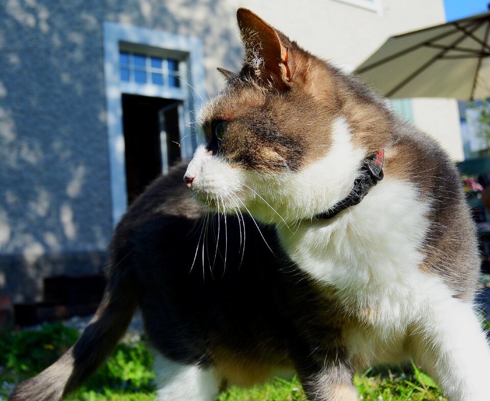 Nature domestic cat stretched photo