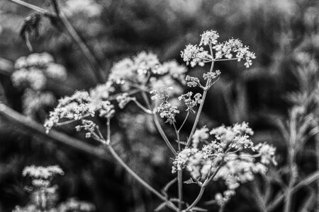 Black and white flower nature photo