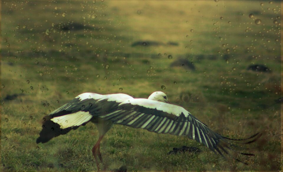 Stork nature meadow
