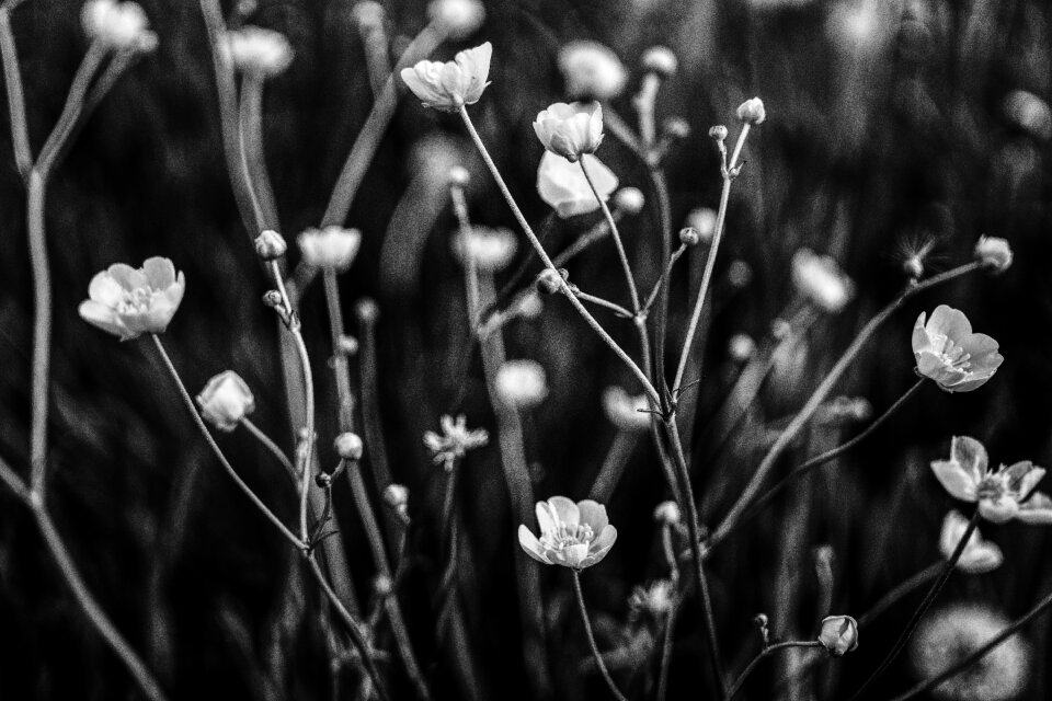 Flower meadow nature