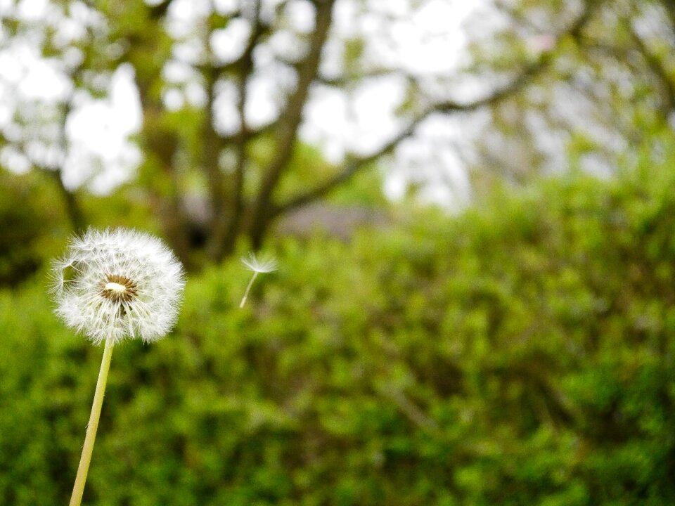Pointed flower meadow spring