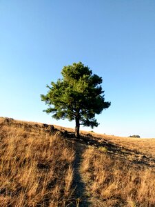 Nature trees mountain photo