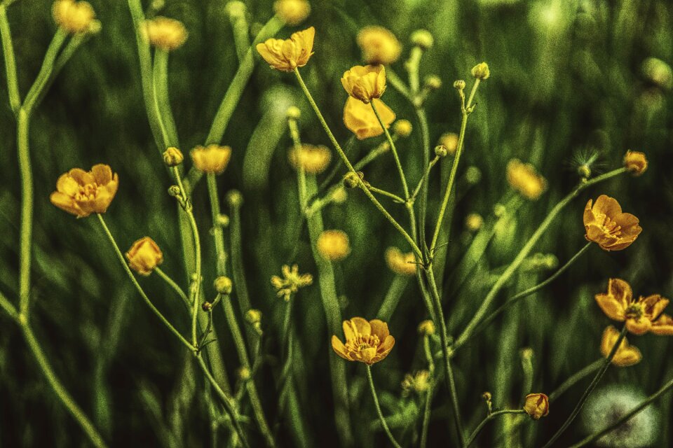 Close up nature blossom