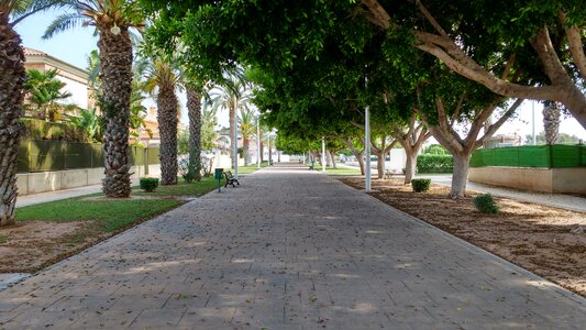 Trees park lawn