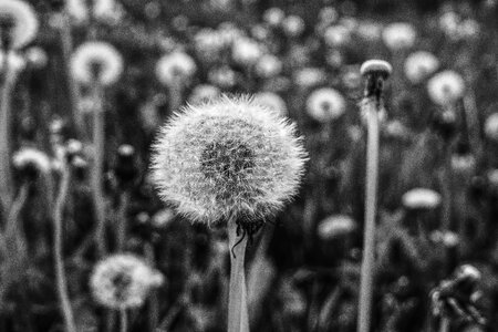 Pointed flower meadow close up