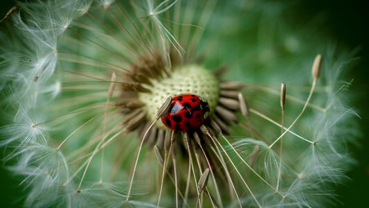 Bloom seeds plant photo