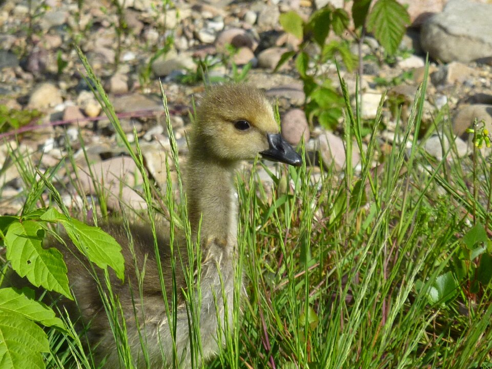 Chicks wild goose canada goose