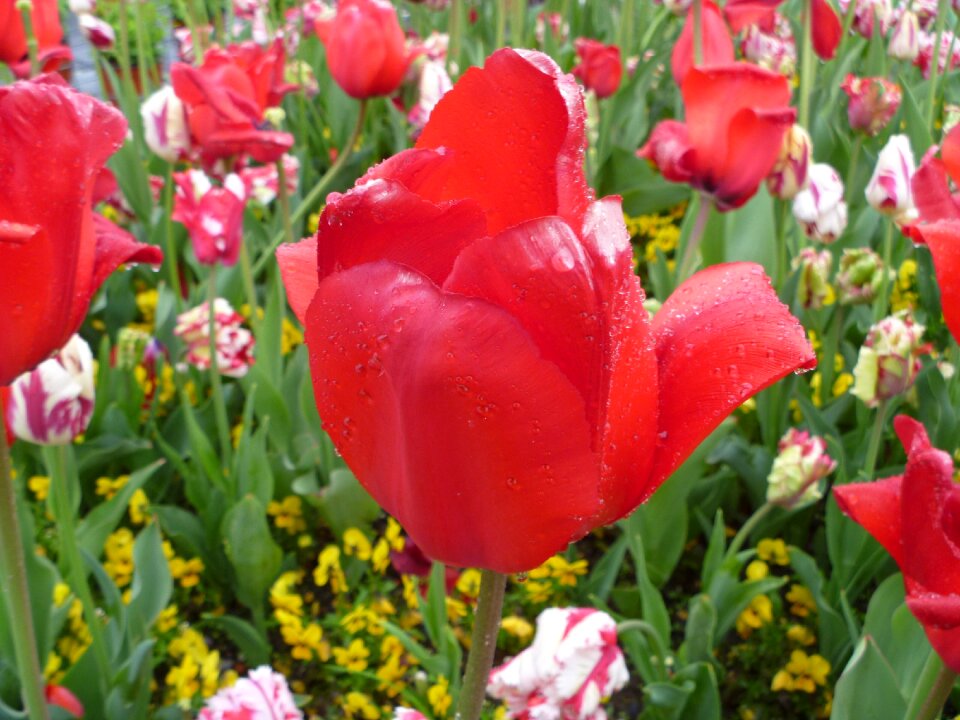 Luzern switzerland spring