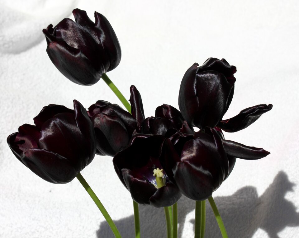 Velvet shine flower