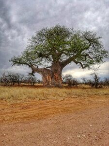 Africa south africa nature