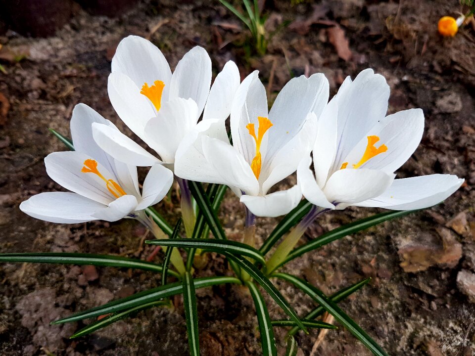 Flowers spring crocus