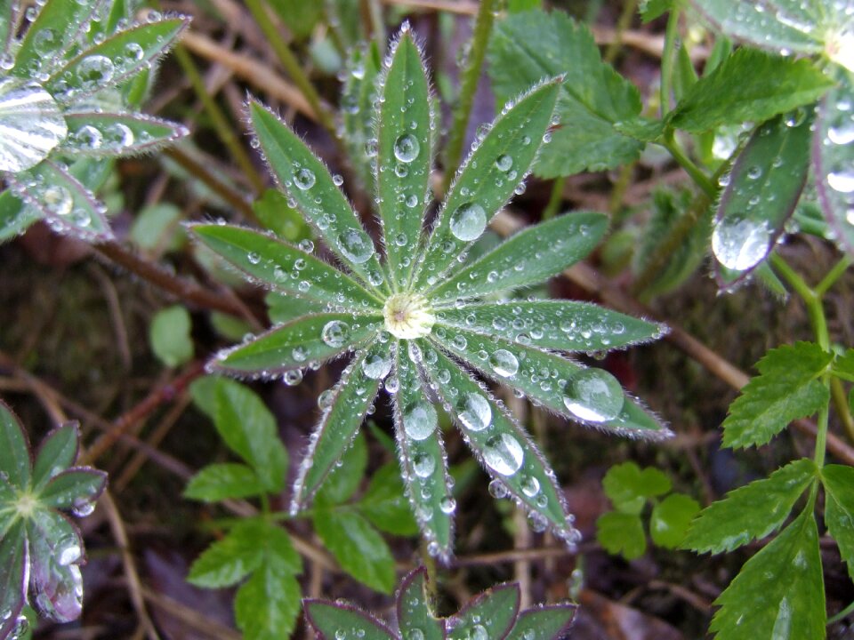 Plant leaves fresh