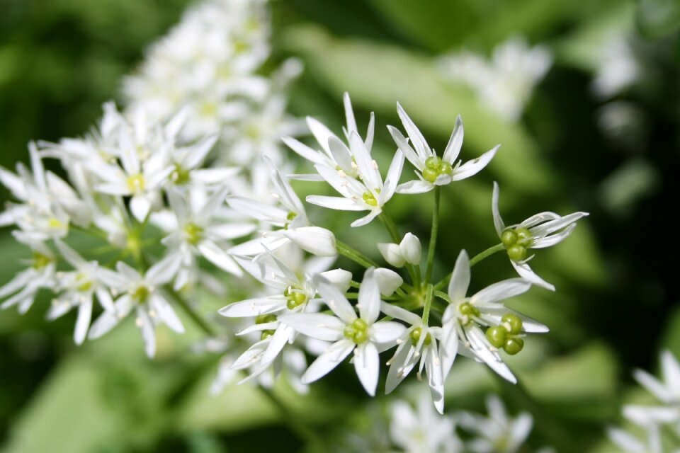 Garlic leaves white green