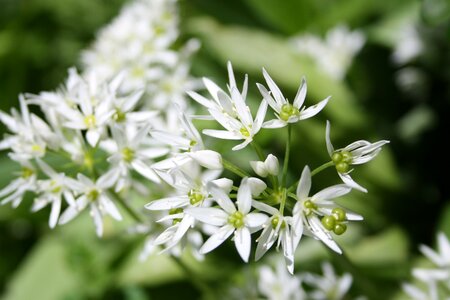 Garlic leaves white green