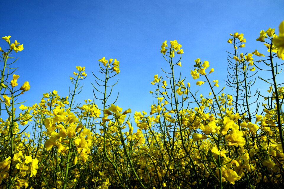 Field landscape summer